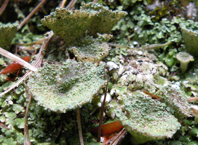 Cladonia sp su roccia calcarea